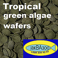     
: Tropical green algae wafers.jpg
: 1529
:	222.9 
ID:	655538
