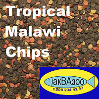     
: Tropical Malawi Chips.jpg
: 1565
:	290.9 
ID:	662801