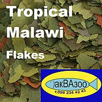     
: Tropical Malawi Flakes.jpg
: 394
:	132.1 
ID:	680790
