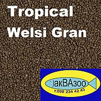     
: Tropical Welsi Gran.jpg
: 388
:	159.4 
ID:	680793