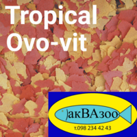     
: Tropical Ovo-vit .png
: 6
:	436.2 
ID:	695143