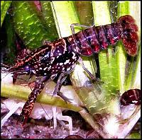     
: Procambarus%20enoplosternum.jpg
: 326
:	36.1 
ID:	59430