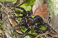     
: Fauna-Insects-Spiders-Jeff-Cremer-2-1024x685.jpg
: 145
:	136.8 
ID:	686890