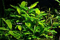     
: Bucephalandra sp. Shine Green, Sokan 4.jpg
: 698
:	454.5 
ID:	458387