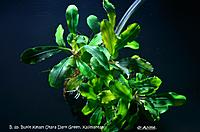     
: Bucephalandra sp. Bukit Kelam Utara Dark Green, Kalimantan.jpg
: 533
:	102.8 
ID:	527029