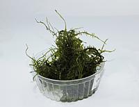     
: Giant moss.JPG
: 463
:	120.2 
ID:	546671