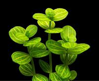     
: Lindernia rotundifolia Variegated.jpg
: 5695
:	21.3 
ID:	148539
