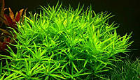     
: Heterantera-paskowana-Heteranthera-zosterifolia-1.jpg
: 5356
:	161.6 
ID:	546379