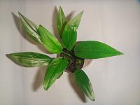     
: alba Brown green type change leaf (3).jpg
: 713
:	83.4 
ID:	286035