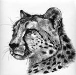   Gepard