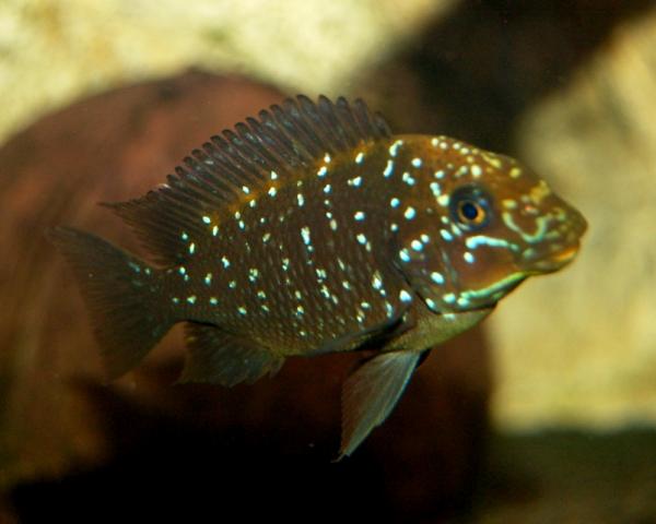 Petrochromis trewawasae