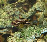 Julidochromis