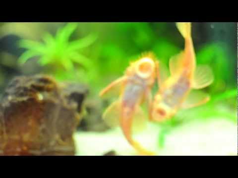 Ancistrus RED-RED.AVI