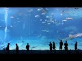 Kuroshio Sea - 2nd largest aquarium tank in the world - (song is Please don't go by Barcelona)
